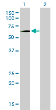 WB - PCK1 Antibody (monoclonal) (M01) AT3233a